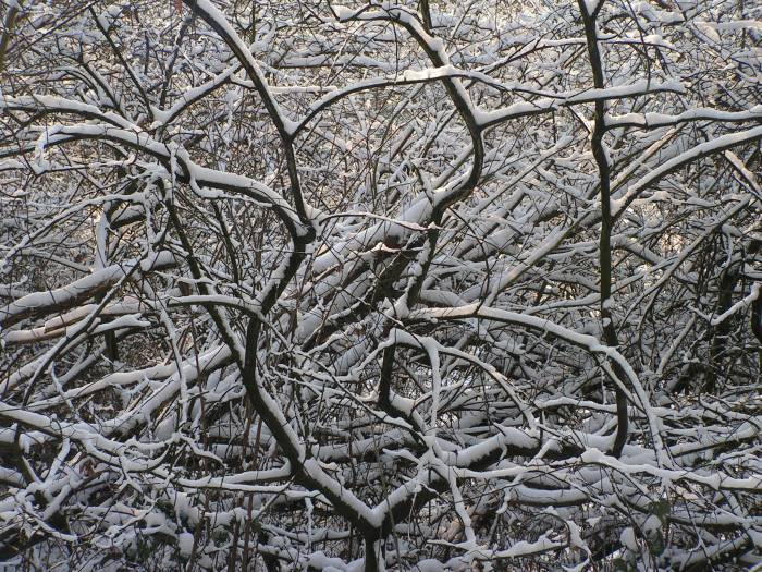 Winterscene
