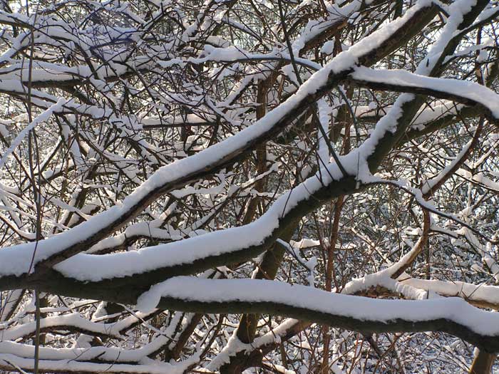Winter Scene