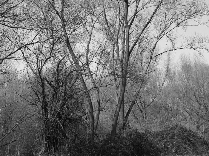 Trees