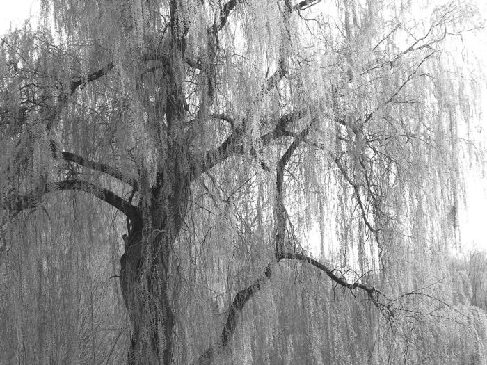 Willow