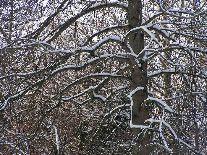 Winterscene