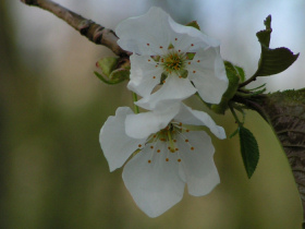 blossoms