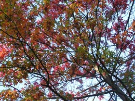 Leafs