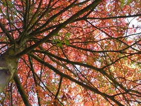 Leafs