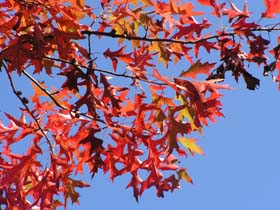 Leafs