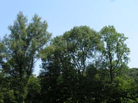 Trees