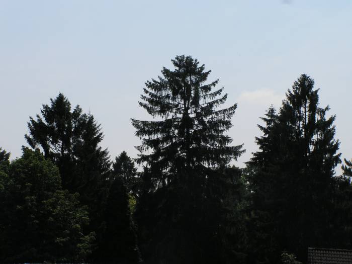 Trees