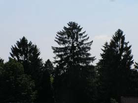 Trees