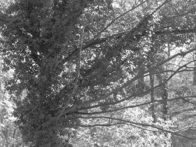 Ivy Covered Tree