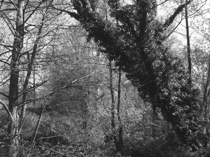 Ivy Covered Tree