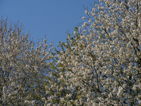 Trees with Blossoms