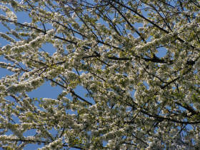 Blossoms