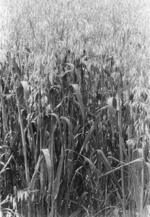 Gras